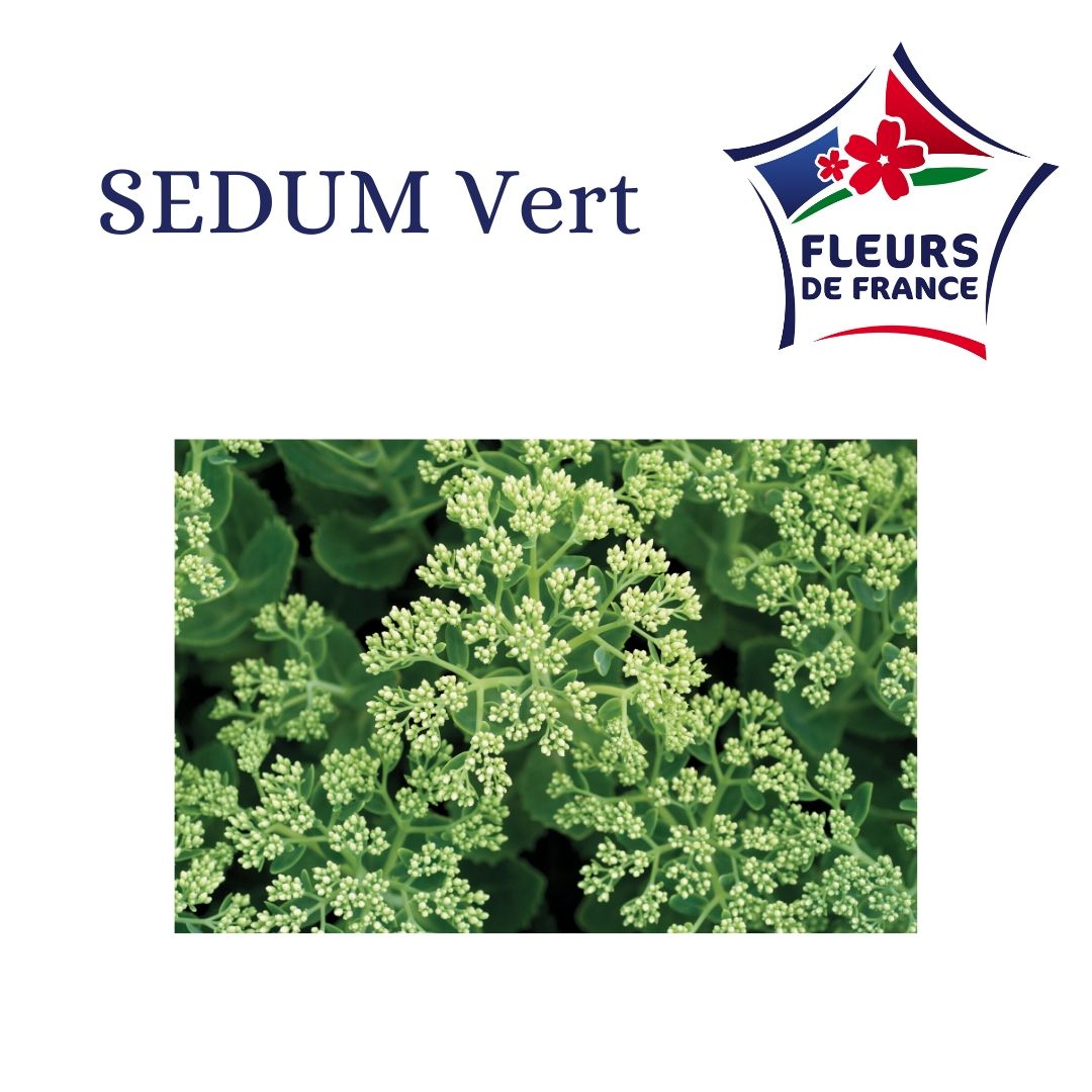 SEDUM VERT DU VAR Fleurs de France